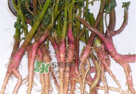 莧菜根要去除嗎？莧菜根怎么吃