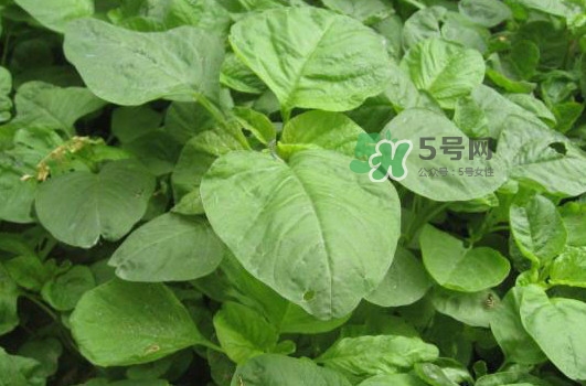 野莧菜孕婦能吃嗎？莧菜和野莧菜的區(qū)別