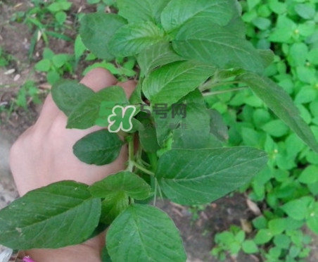 野莧菜有刺嗎？野莧菜和刺莧菜一樣嗎