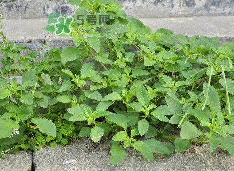 野莧菜怎么做好吃？野莧菜怎么保存