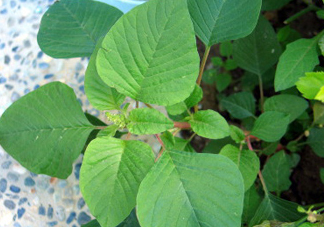 野莧菜什么人不能吃？野莧菜不能和什么一起吃