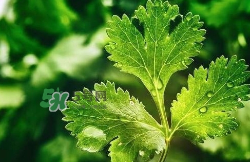 glico香菜百力滋好吃嗎？香菜百力滋多少錢
