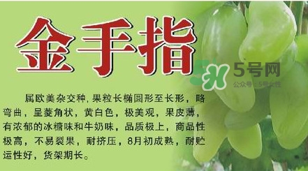 金手指葡萄有籽嗎？金手指葡萄有核嗎