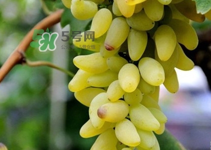 金手指葡萄是不是轉(zhuǎn)基因品種？美人指與金手指葡萄的區(qū)別