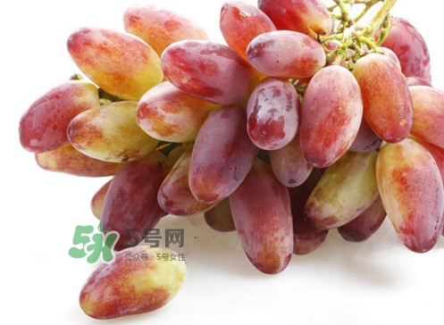 金手指葡萄是不是轉(zhuǎn)基因品種？美人指與金手指葡萄的區(qū)別