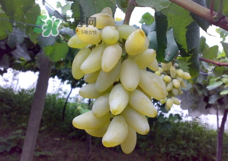 金手指葡萄是不是轉(zhuǎn)基因品種？美人指與金手指葡萄的區(qū)別