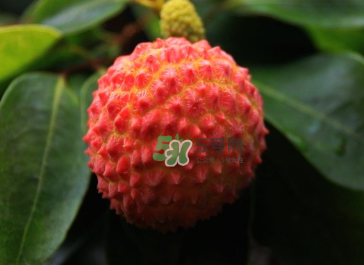 九月份還有荔枝嗎？荔枝幾月份沒有？