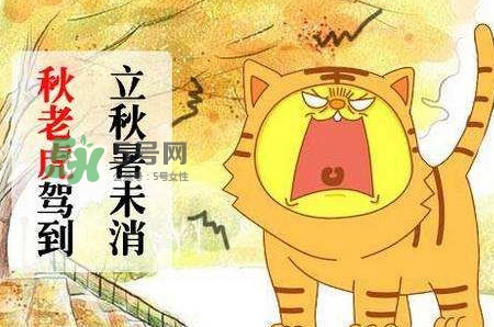 秋老虎熱嗎？末伏熱還是秋老虎熱？
