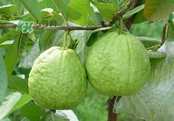 芭樂和番石榴有什么區(qū)別？芭樂和番石榴的區(qū)別