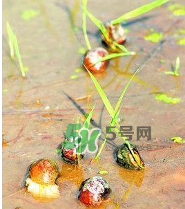 怎么殺死福壽螺寄生蟲(chóng)？福壽螺寄生蟲(chóng)怎么去除？