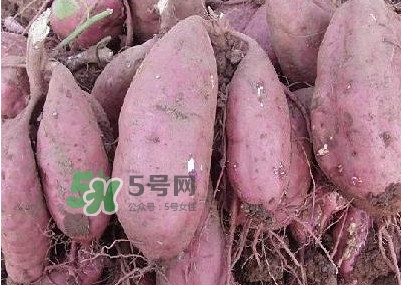 炸地瓜條外面裹什么？地瓜的功效與作用禁忌