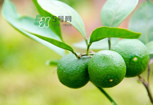八月份可以吃橘子嗎？八月份的橘子能吃嗎？