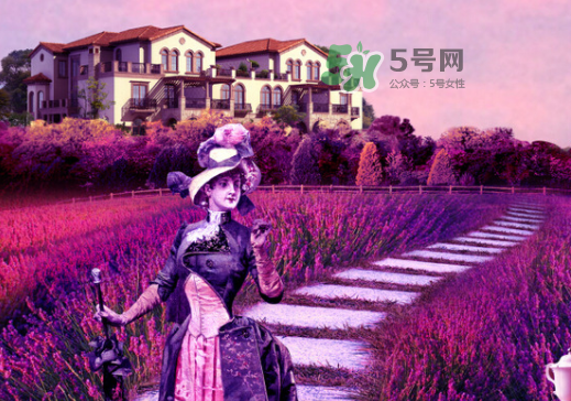 八月份還有薰衣草嗎？8月份還有薰衣草嗎？