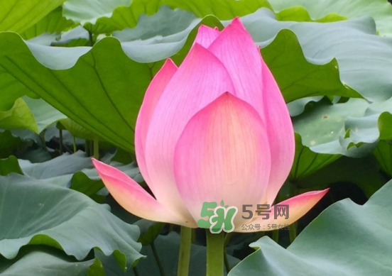 八月份還有荷花嗎？8月份還有荷花嗎？