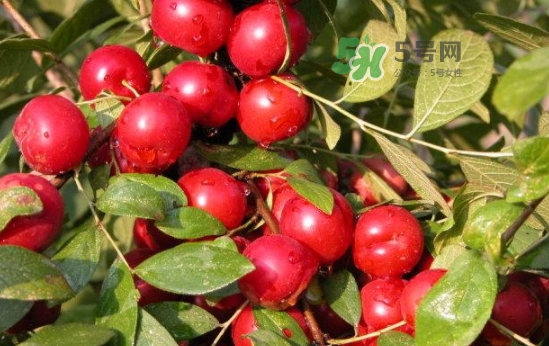 鈣果怎么吃？鈣果食用方法