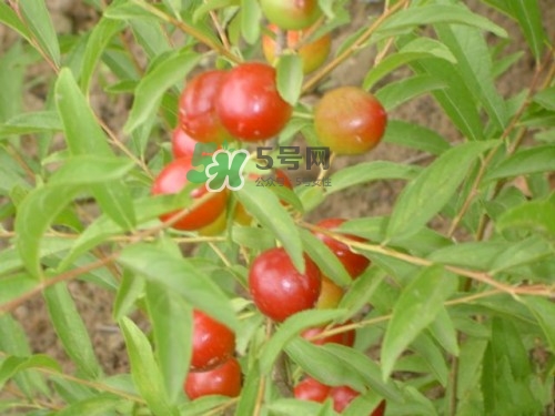 鈣果什么味道？鈣果好吃嗎？
