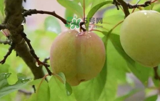 奈李是什么水果？奈李為什么會(huì)空心