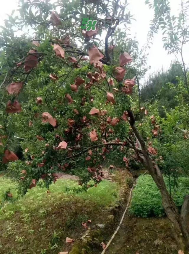 奈李是什么水果？奈李為什么會(huì)空心