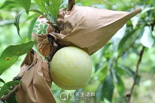 奈李是什么水果？奈李為什么會(huì)空心