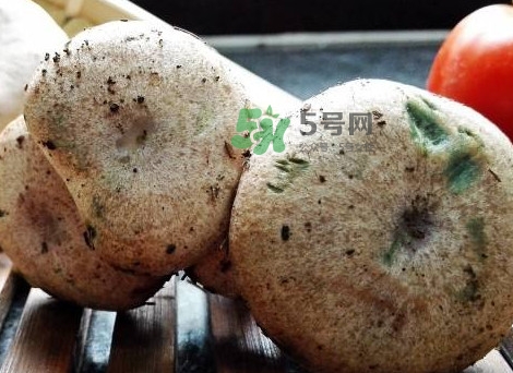 松乳菇真的好吃嗎？松乳菇哪里能吃到