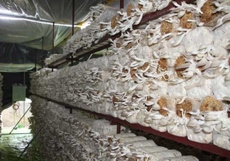 秀珍菇什么品種好？一萬(wàn)袋秀珍菇要多少成本