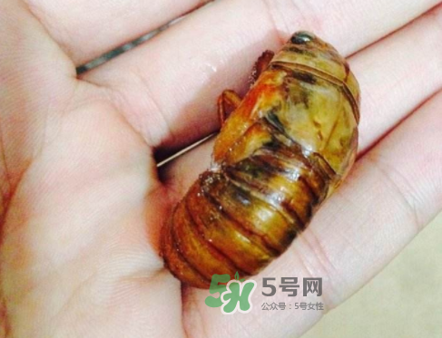 知了猴可以煮著吃嗎？知了猴怎么煮？