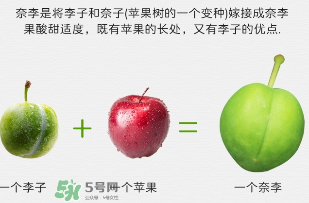 寶寶可以吃奈李嗎？寶寶多大可以吃奈李