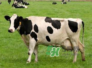 牛初乳咀嚼片為什么會拉肚子？牛初乳咀嚼片吃了拉肚子正常嗎？