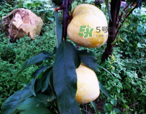 黃金奈李多少錢一斤？黃金奈李價(jià)格