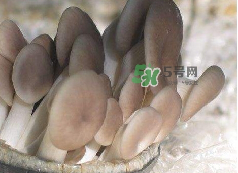 秀珍菇一畝地能種植多少包？秀珍菇如何出菇管理