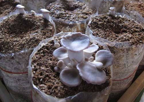 秀珍菇什么品種好？一萬袋秀珍菇要多少成本