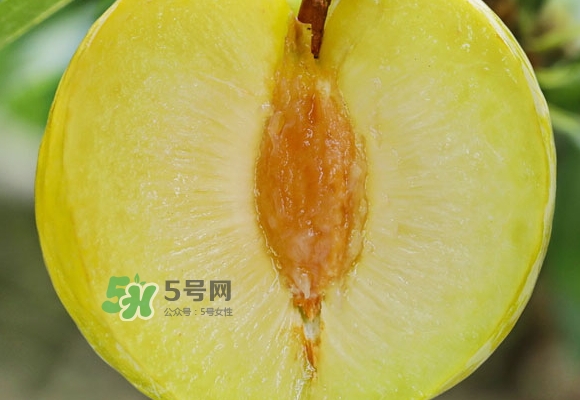 黃金奈李什么時(shí)候成熟？黃金奈李孕婦可以吃嗎