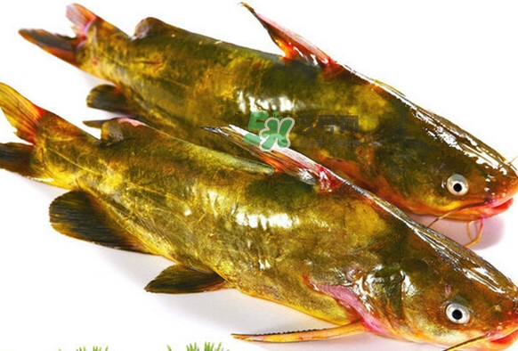 黃刺魚死了能吃嗎？黃刺魚不能與什么同食
