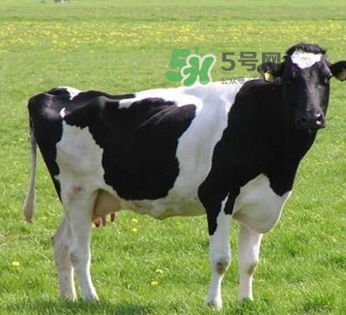 牛初乳哪種比較好？牛初乳哪個(gè)品牌的好？