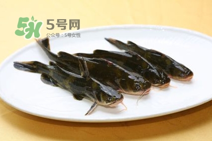 黃刺魚多少錢一斤？野生黃刺魚多少錢一斤