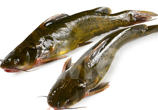 黃刺魚什么天氣好釣？黃刺魚釣魚最佳時間