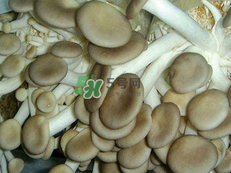 哪些人不能吃秀珍菇？秀珍菇不能和什么同吃？