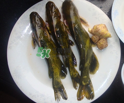 黃刺魚是發(fā)物嗎？黃刺魚是黃辣丁嗎