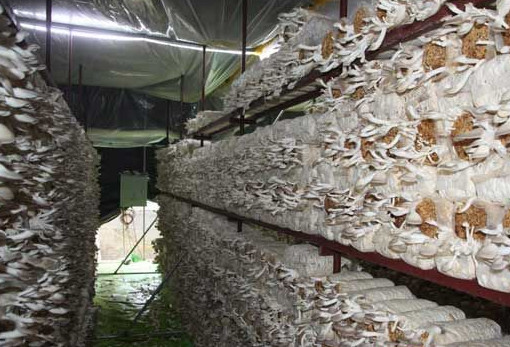秀珍菇什么品種好？一萬袋秀珍菇要多少成本