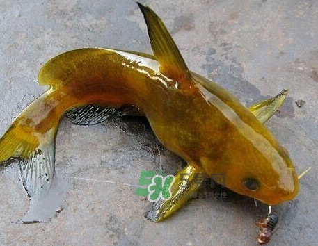 黃刺魚幾月份最好釣？黃刺魚怎么釣