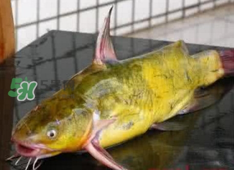 黃刺魚什么天氣好釣？黃刺魚釣魚最佳時(shí)間