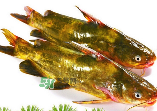 黃蜂魚怎么煮好吃？黃蜂魚燉湯孕婦可以喝嗎