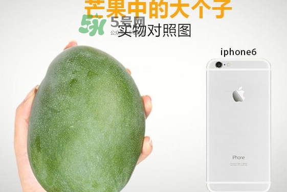 凱特芒果多少錢一斤？凱特芒果價(jià)格