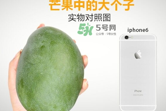 凱特芒果什么時候上市？凱特芒果上市時間