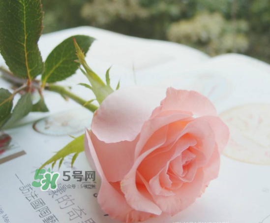 roseonly限量紅粉玫瑰多少錢？有幾朵？