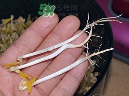 豆芽有根好還是無根好？無根豆芽與有根豆芽區(qū)別