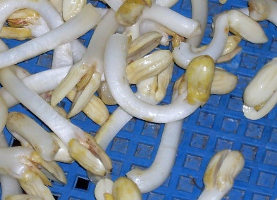 花生芽多少錢一斤？花生芽苦味有毒嗎？