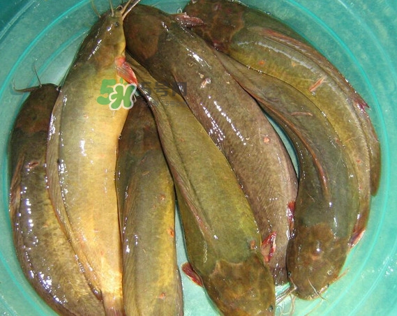 黃蜂魚怎么煮好吃？黃蜂魚燉湯孕婦可以喝嗎
