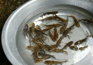 黃蜂魚怎么做好吃？黃蜂魚怎么釣