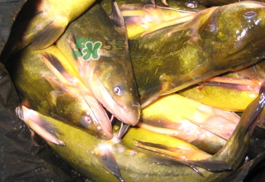 黃蜂魚有毒嗎？黃蜂魚怎么去毒